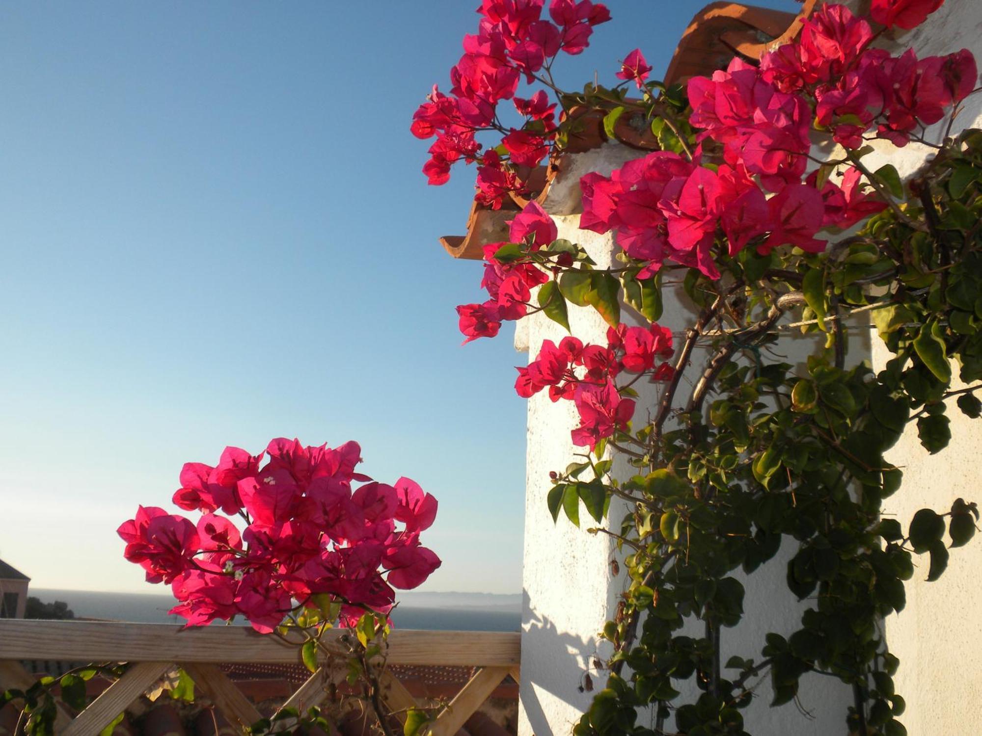 B&B Domus De Janas Santa Teresa Gallura Eksteriør billede